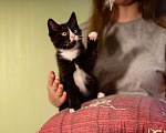 Кошки в Москве: Котёнок в добрые руки Девочка, Бесплатно - фото 2