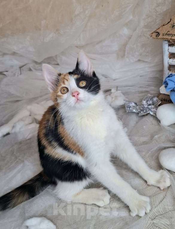 Кошки в Москве: Трехцветный котёнок в добрые руки  Девочка, Бесплатно - фото 7