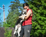 Собаки в Троицке: Малыш в добрые руки Мальчик, Бесплатно - фото 2