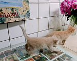 Кошки в Санкт-Петербурге: Монастырские котята Разнополые, Бесплатно - фото 1