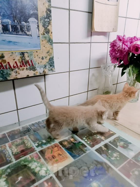 Кошки в Санкт-Петербурге: Монастырские котята Разнополые, Бесплатно - фото 1