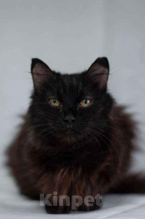 Кошки в Ногинске: Самая ласковая кошечка Матильда в поиске дома Девочка, Бесплатно - фото 1