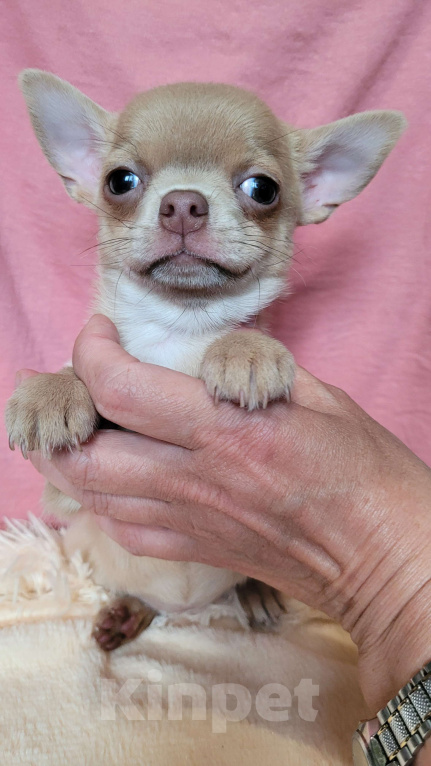 Собаки в Москве: Чихуахуа девочка лиловая Девочка, Бесплатно - фото 3