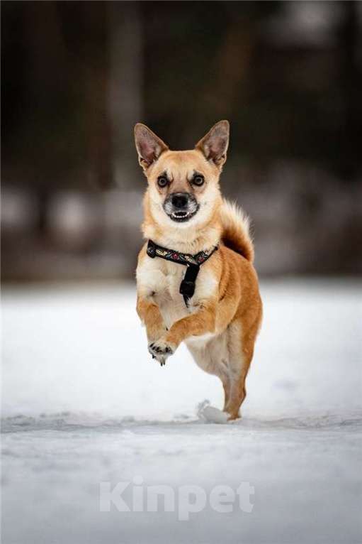 Собаки в Москве: Маленькая собака Сури в добрые руки. Девочка, Бесплатно - фото 2