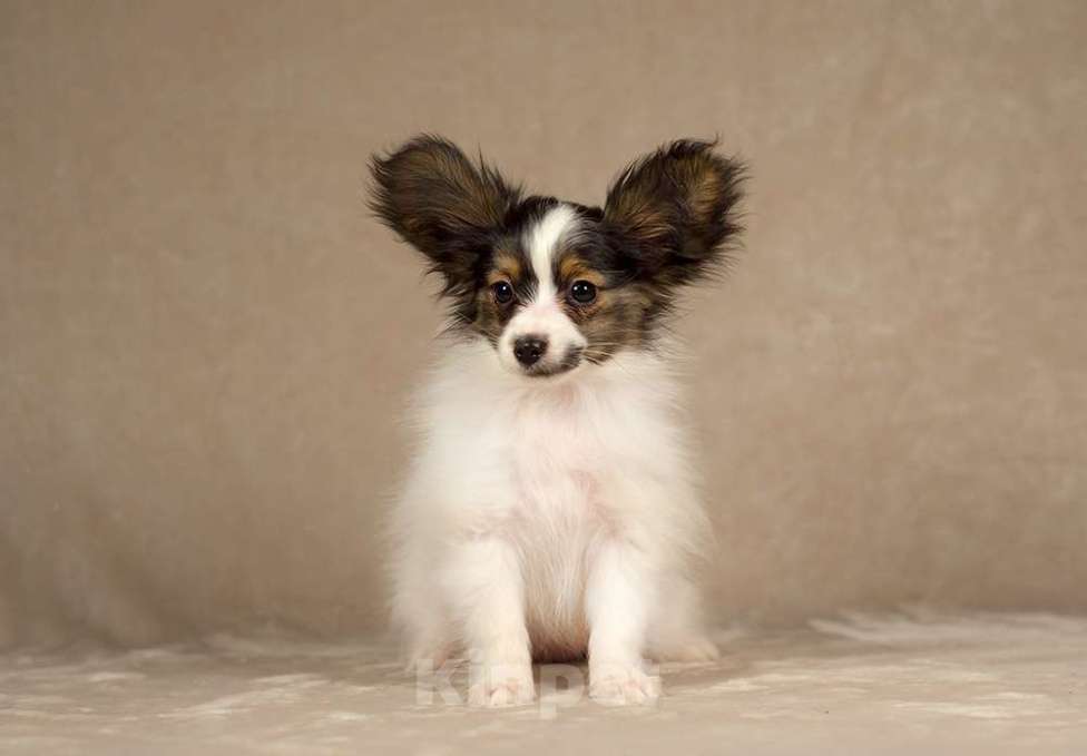 Собаки в Москве: щенок Папийона Девочка, 100 000 руб. - фото 1