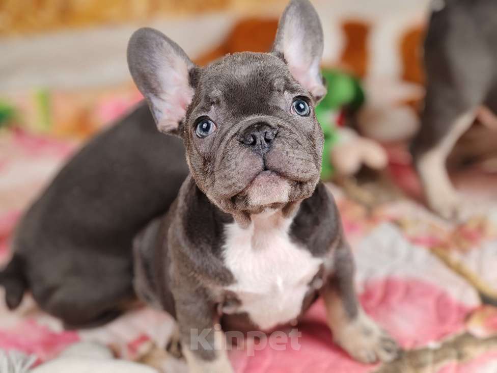 Собаки в Санкт-Петербурге: Шикарный лиловый мальчик Мальчик, 80 000 руб. - фото 6