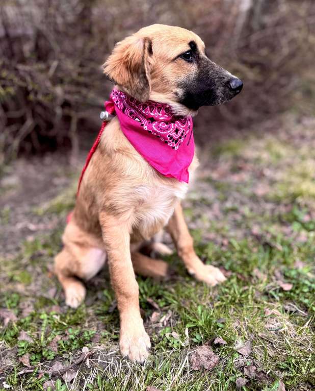 Собаки в Москве: Щенок Мия ищет дом Девочка, Бесплатно - фото 8