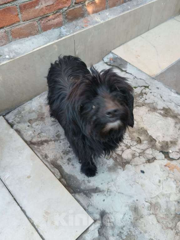 Собаки в Ростове-на-Дону: Нашёл собачку  Девочка, Бесплатно - фото 2