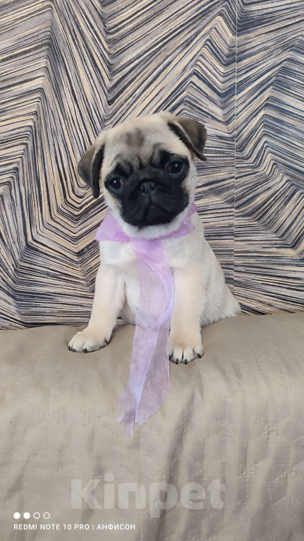 Собаки в Санкт-Петербурге: Девочка бежевая Девочка, 50 000 руб. - фото 2