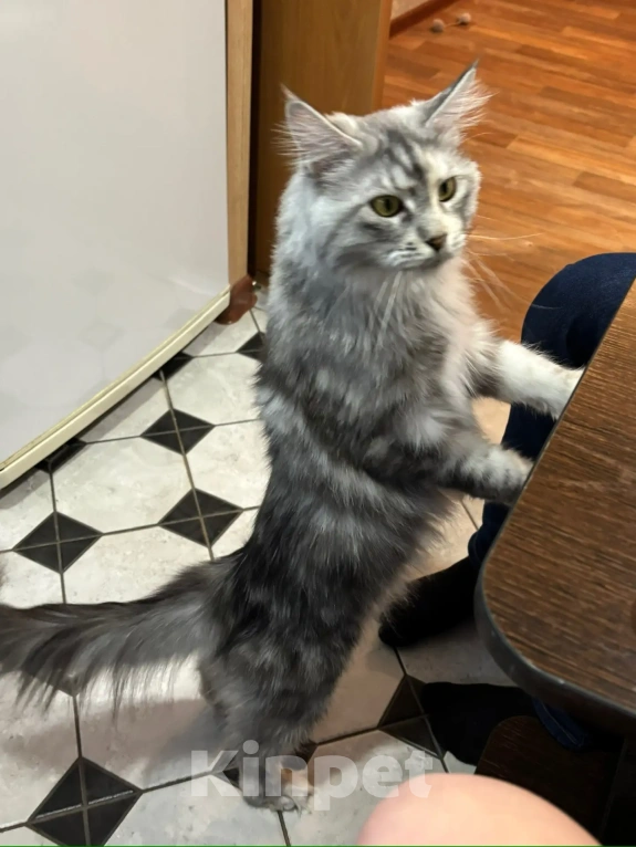 Кошки в Барнауле: Кошка "Мейн-кун" Девочка, Бесплатно - фото 1