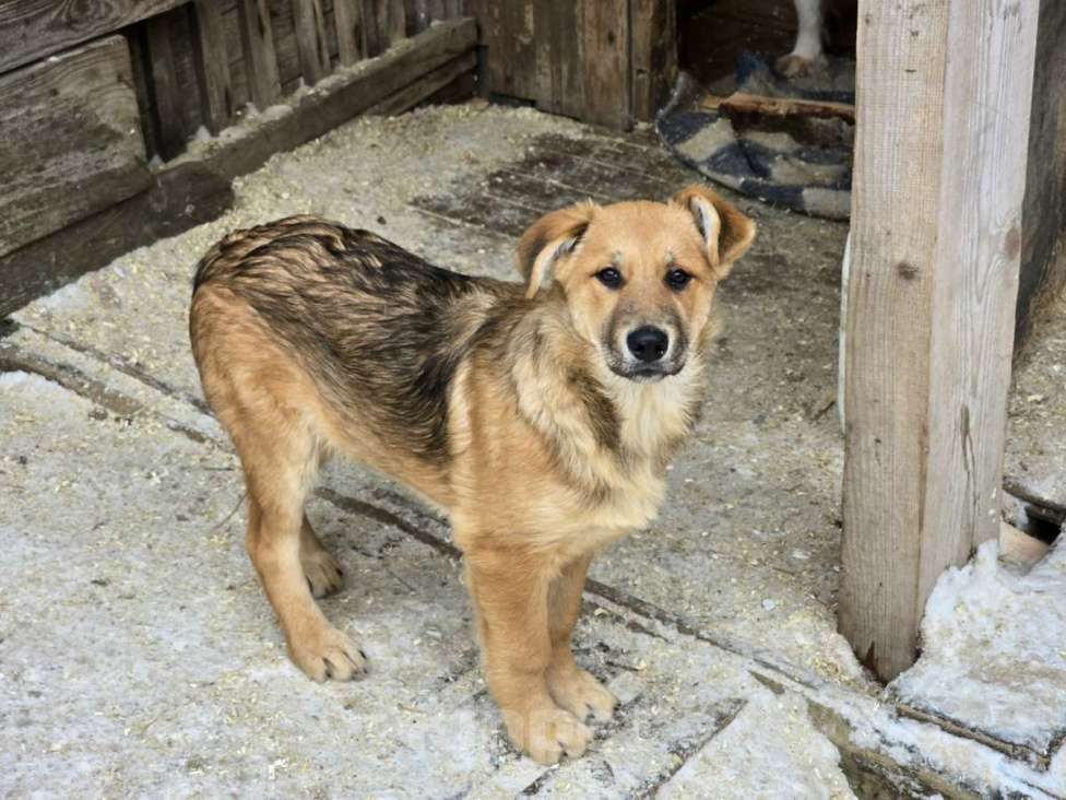 Собаки в других городах Ленинградской области: Щенки-мальчишки ищут дом Мальчик, Бесплатно - фото 8