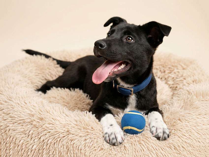 Собаки в Москве: Три щенячьх сердца ищут добрых хозяев Мальчик, Бесплатно - фото 2