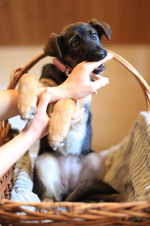 Собаки в Красногорске: Маленькая Николь 3,5 месяца в ищет дом  Девочка, Бесплатно - фото 4