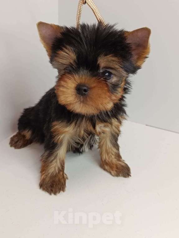 Собаки в других городах Московской области: Леон Мальчик, 55 000 руб. - фото 3