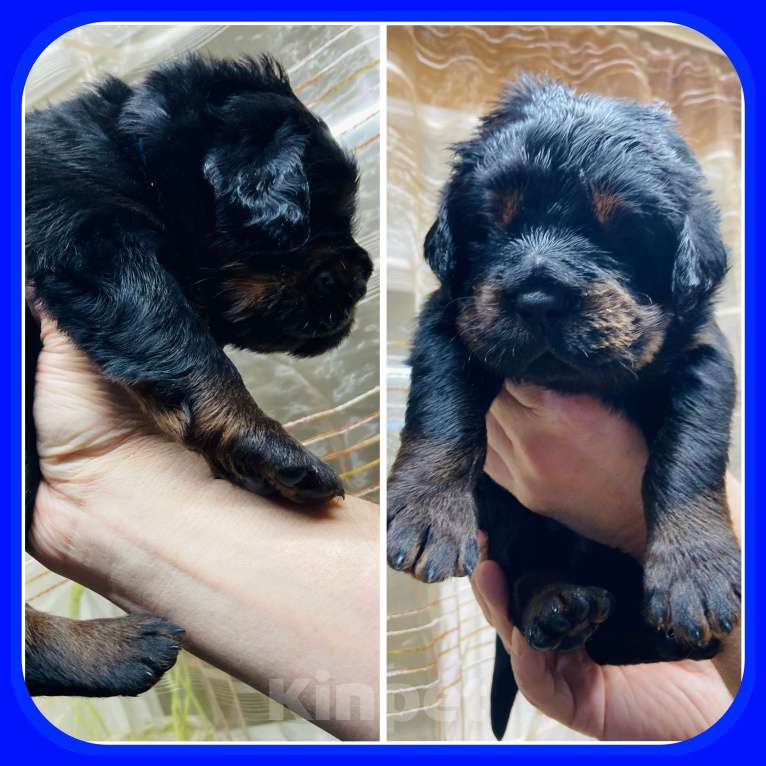 Собаки в Екатеринбурге: 19.12.2025 наша замечательная пара стала родителями прекрасных щенков Мальчик, Бесплатно - фото 3