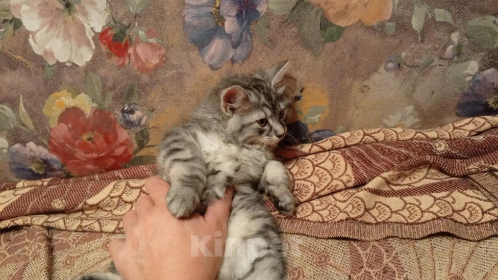 Кошки в Москве: Котенок курильского бобтейла Разнополые, 25 000 руб. - фото 9
