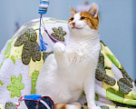 Кошки в Москве: Ласковый, ручной, компанейский котик в поисках дома Мальчик, Бесплатно - фото 5
