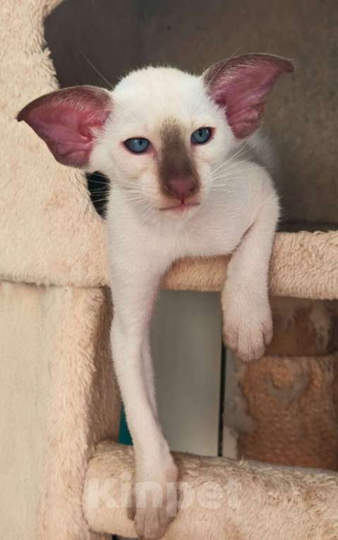 Кошки в Петрозаводске: Григорий Мальчик, 130 000 руб. - фото 2