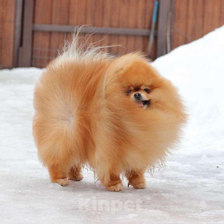 Собаки в Москве: Открыт для вязок шикарный померанский кобель Мальчик, 30 000 руб. - фото 4