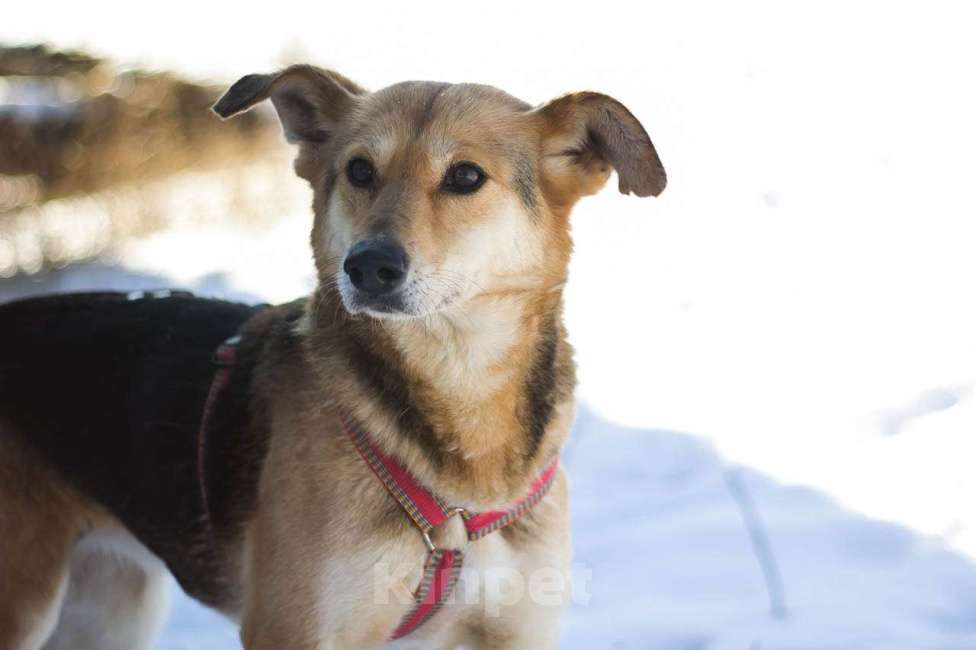 Собаки в Москве: Трейси Девочка, Бесплатно - фото 2