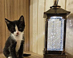 Кошки в Серпухове: Чудо котенок от кошки мышеловки Черно-белый  Мальчик, 1 руб. - фото 2