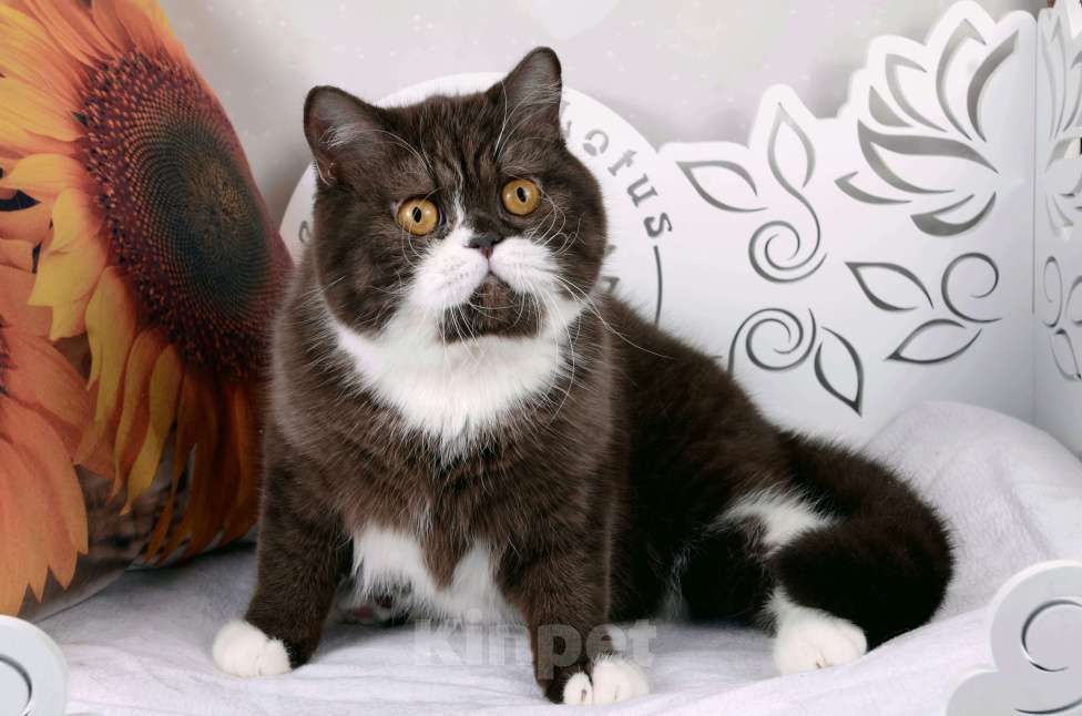 Кошки в Санкт-Петербурге: Британская кошечка шоколадный биколор Девочка, 33 000 руб. - фото 3