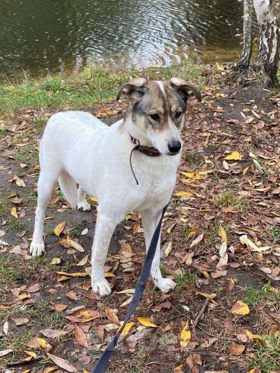 Собаки в Москве: Анита Девочка, Бесплатно - фото 6