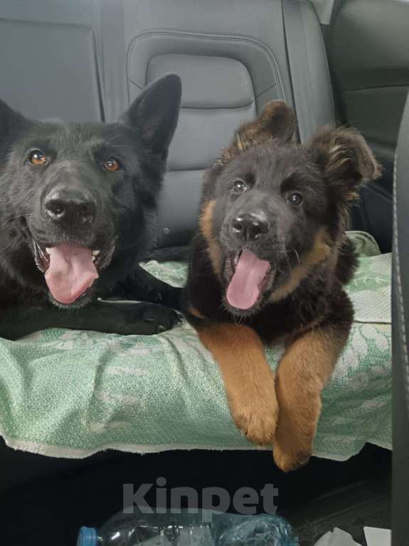 Собаки в других городах Московской области: Щенок немецкой овчарки Девочка Девочка, Бесплатно - фото 3