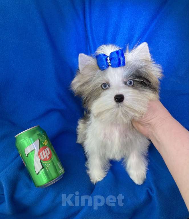 Собаки в Москве: Йорк с двумя синими глазами мини мальчик бэби фейс Мальчик, 130 000 руб. - фото 4