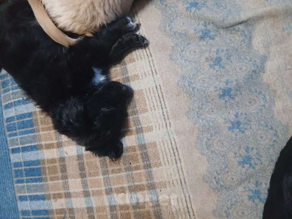 Собаки в Симферополе: Отдам щенка вдобрые руки Девочка, Бесплатно - фото 9