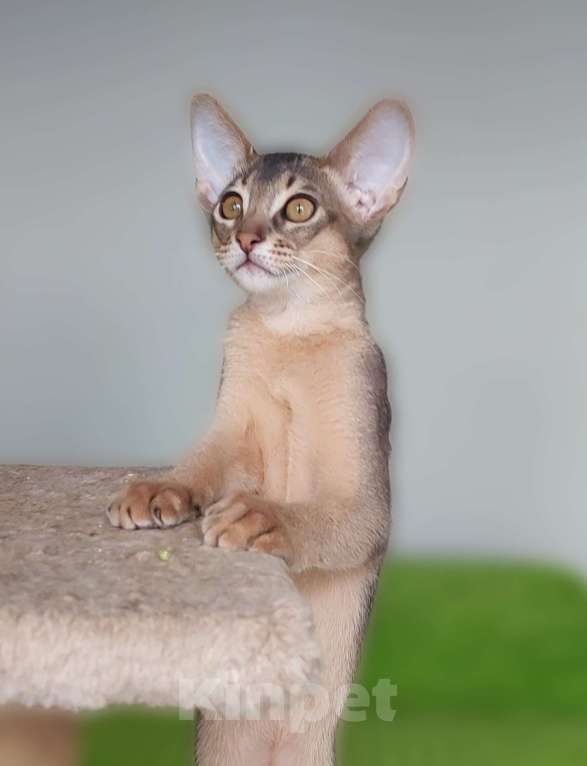 Кошки в Москве: Абиссинская девочка Девочка, 60 000 руб. - фото 4
