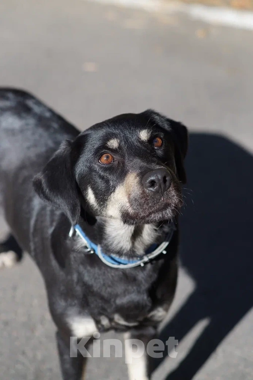 Собаки в Москве: Чудесная Ласточка в поиске дома. Девочка, Бесплатно - фото 1