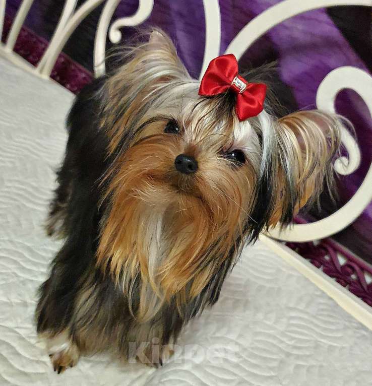 Собаки в Москве: КРАСАВЧИКИ РКФ ПОДРОЩЕННЫЕ Мальчик, 45 руб. - фото 6