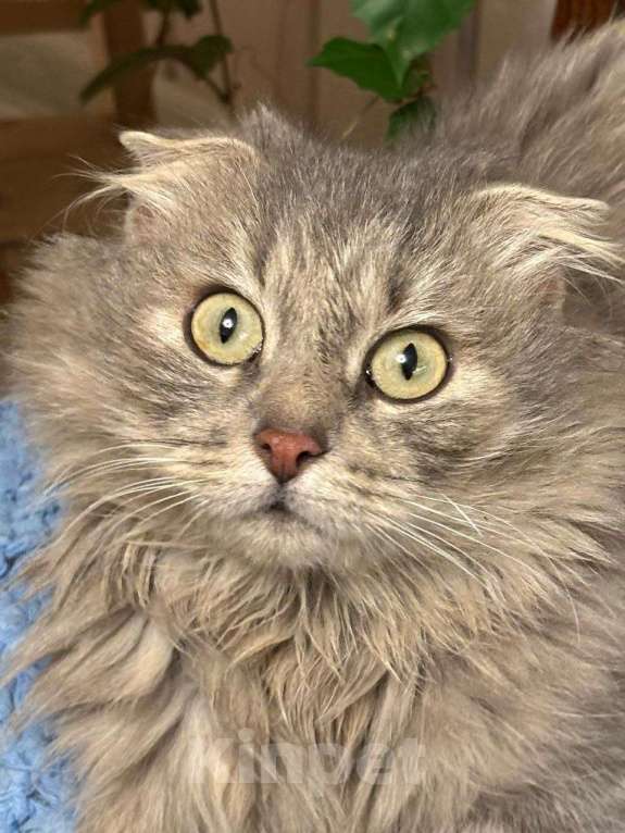 Кошки в Москве: Пушистая вислоушка Гресси. Кошка в добрые руки. Девочка, Бесплатно - фото 3