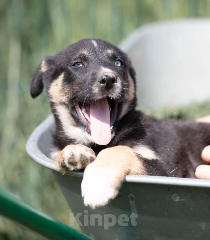 Собаки в Москве: Малу, маленький метис хаски Девочка, Бесплатно - фото 2