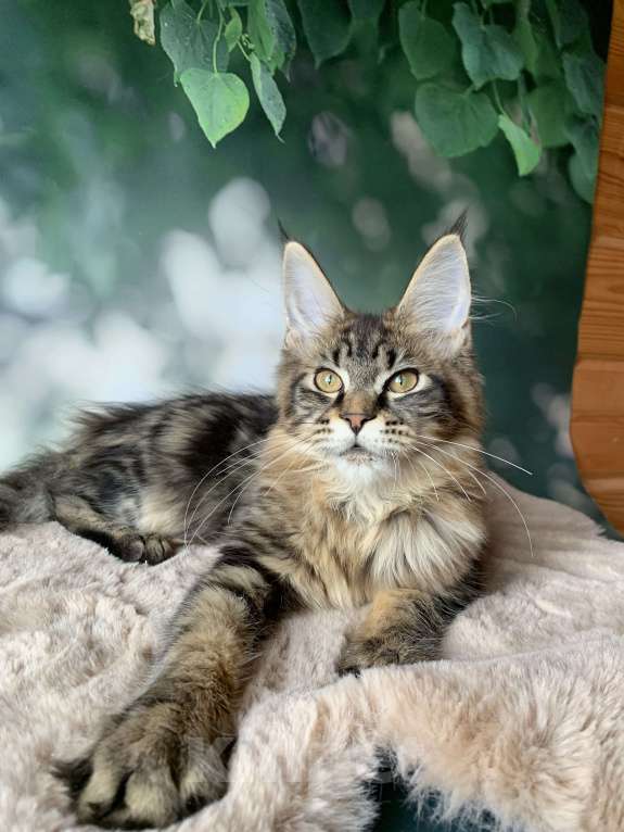 Кошки в Санкт-Петербурге: Котята мейн кун из питомника Nord-Wrstland поедлагаются для резервирования и продажи.  Девочка, 25 000 руб. - фото 2