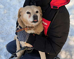 Собаки в Москве: Молодая маленькая Бэлла в добрые руки! Девочка, Бесплатно - фото 2