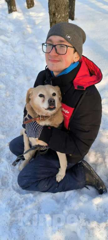 Собаки в Москве: Молодая маленькая Бэлла в добрые руки! Девочка, Бесплатно - фото 2