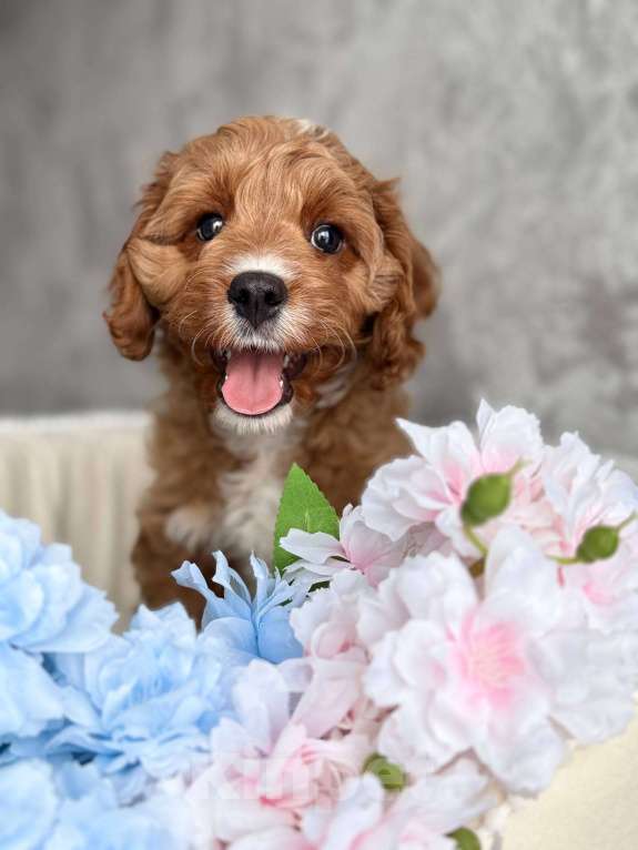 Собаки в Москве: Кавапу щенок Мальчик, Бесплатно - фото 4