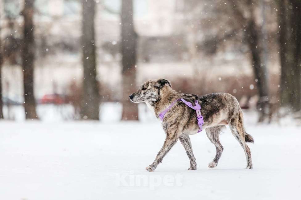 Собаки в Москве: Великолепная Верба ищет дом Девочка, Бесплатно - фото 10