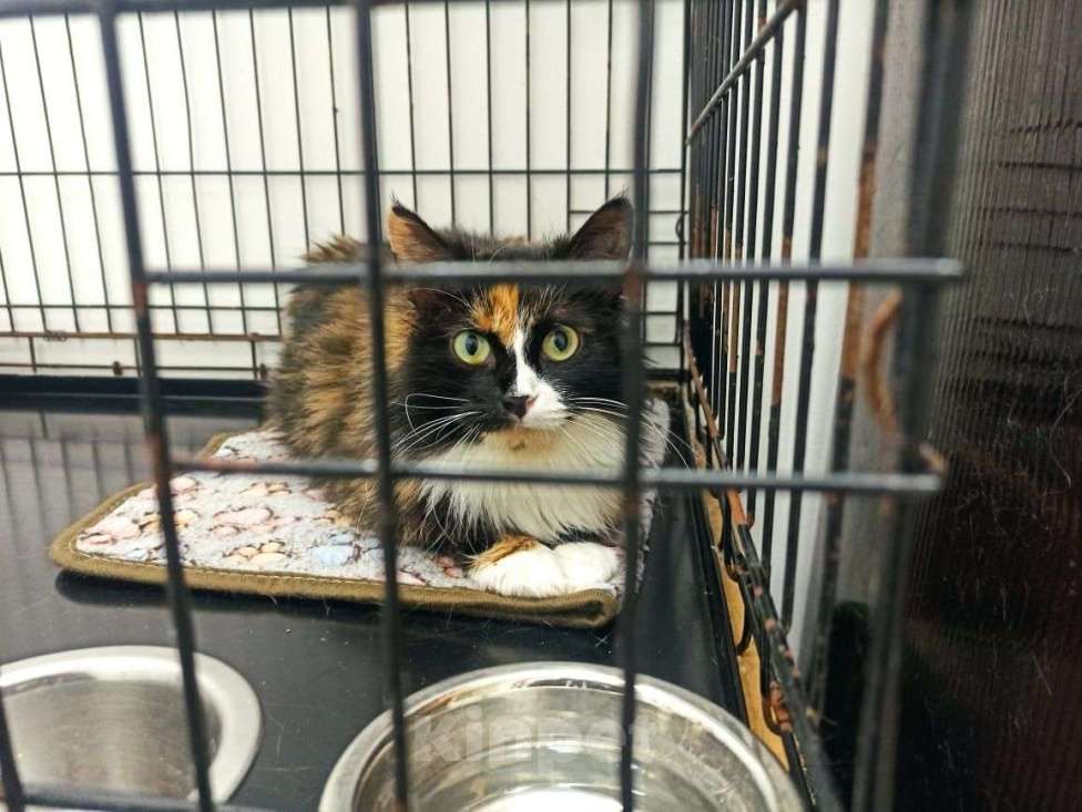 Кошки в Москве: В клеточке так одиноко... Семья, ну где же вы? Девочка, Бесплатно - фото 2