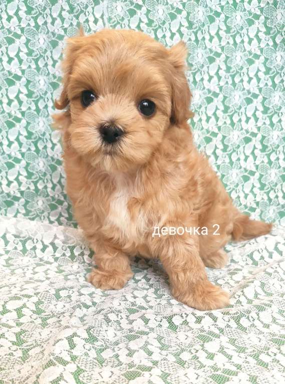 Собаки в Москве: мальтипу девочка F1 Девочка, 120 000 руб. - фото 1
