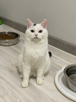 Кот Бланш ищет дом
