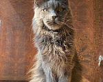 Кошки в Москве: Продажа котят Мальчик, 100 000 руб. - фото 5