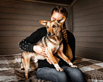 Собаки в Москве: Метис вельш корги Снуп в дар Мальчик, Бесплатно - фото 1