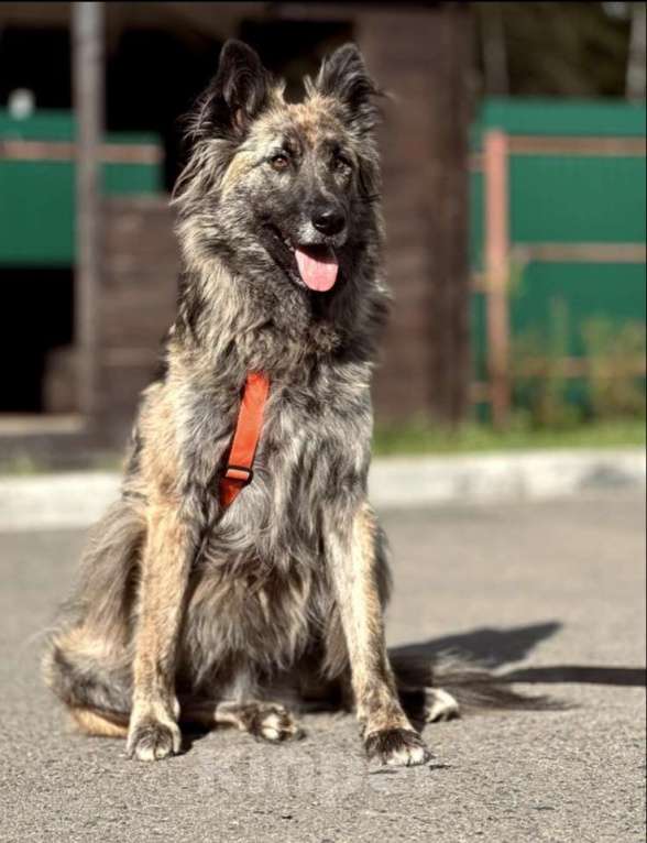 Собаки в Москве: Пушистая красавица собака Дюша в добрые руки Девочка, 1 руб. - фото 8
