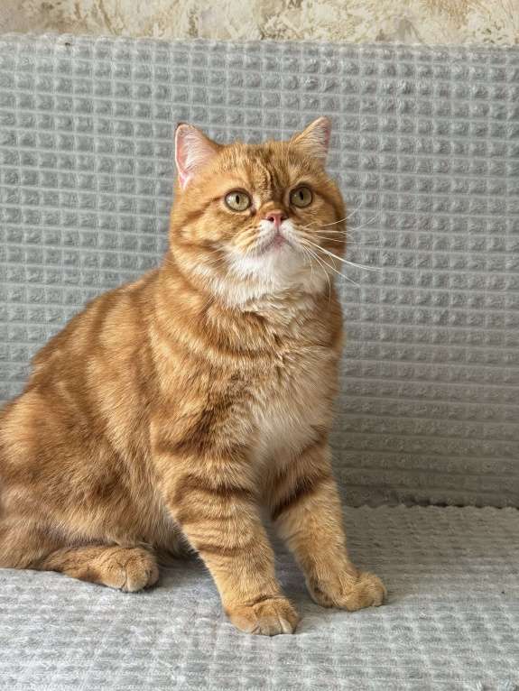 Кошки в Люберцах: Шотландские Мальчик, Бесплатно - фото 4