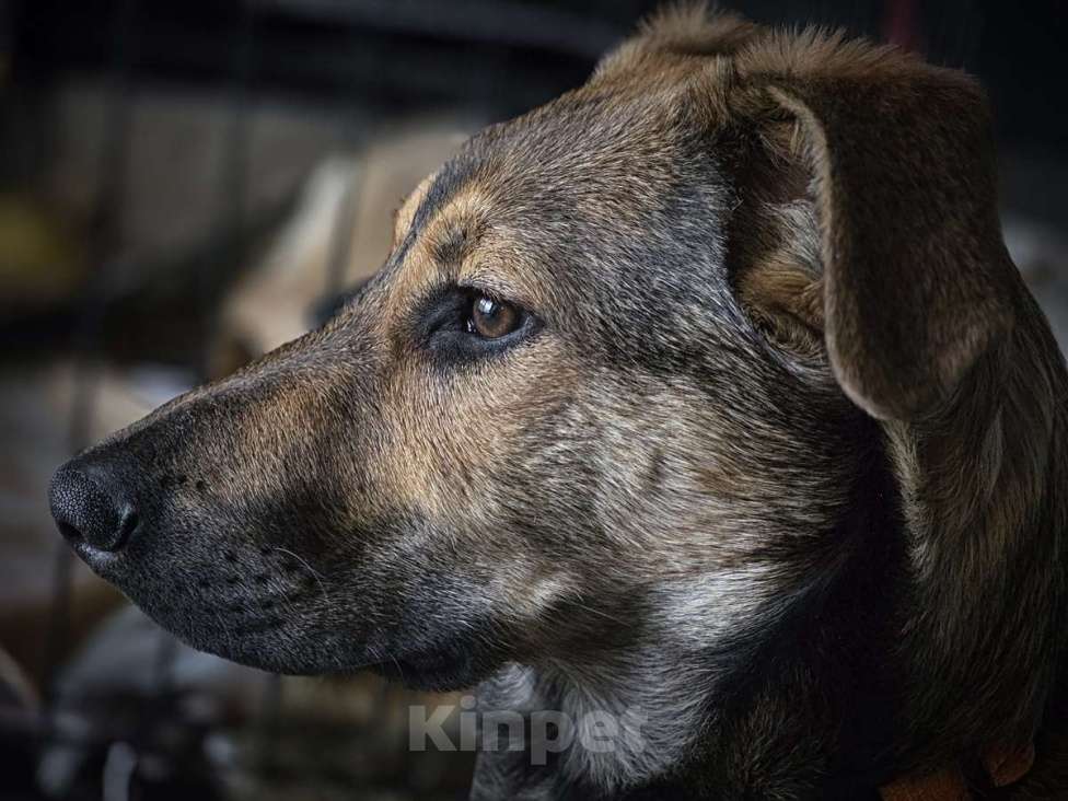Собаки в Москве: Акио - ласковый малыш в поисках дома Мальчик, Бесплатно - фото 1