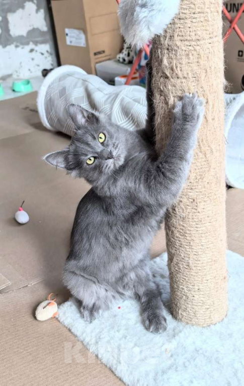 Кошки в Москве: Маленькая Дымка ищет семью! Девочка, Бесплатно - фото 6