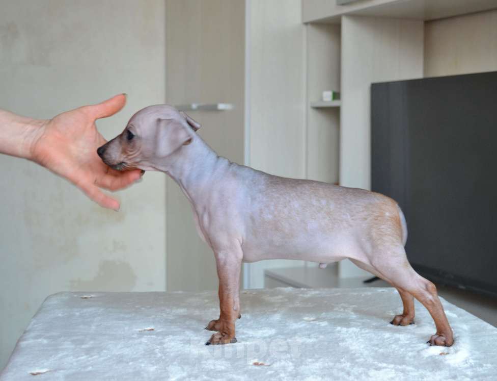 Собаки в Москве: Красно-соболиный мальчик американского голого терьера Мальчик, 35 000 руб. - фото 3